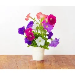 EMSA-paket med 3 Click&Grow Petunia-kapslar