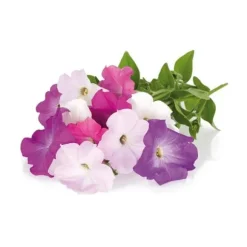EMSA-paket med 3 Click&Grow Petunia-kapslar