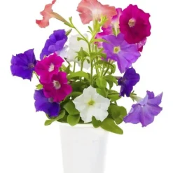 EMSA-paket med 3 Click&Grow Petunia-kapslar