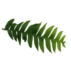 Epiphyllum anguliger chrysocardium - kaktus sågblad - potte trefarget 14cm