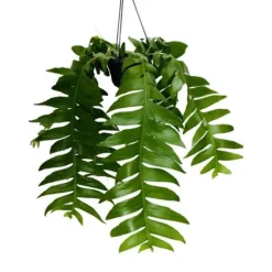 Epiphyllum anguliger chrysocardium - kaktus sågblad - potte trefarget 14cm