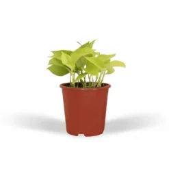Epipremnum Golden Pothos 4-pack Krukväxt Ø12 cm, Höjd ca 15 cm