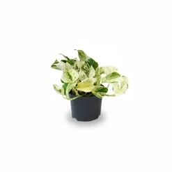 Epipremnum Happy Leaf 2-pack Ø12 cm Krukväxter