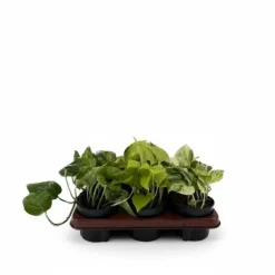 Epipremnum Växtmix 6-pack Ø12 cm Höjd ca 15 cm