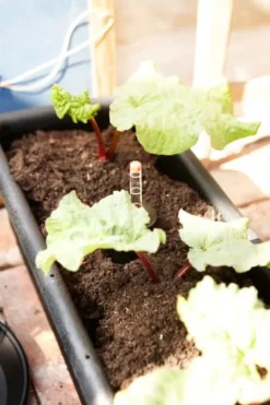 Epoque balkonglåda 60 cm långtidsbevattning