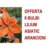 ERBJUDANDE 6 ASIATISKA LILJEBULBULER ORANGE BULBER BULBER