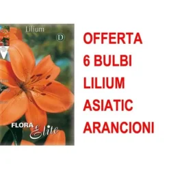 ERBJUDANDE 6 ASIATISKA LILJEBULBULER ORANGE BULBER BULBER