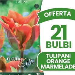 ERBJUDANDE 21 BULBER AV TULPAN VIRIDIFLORA ORANGE MARMELADE BOMBER