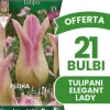 ERBJUDANDE 21 BULBI AUTUNNALI TULIPANO FIOR DI GIGLIO ELEGANTA LADY-GLÖKOR