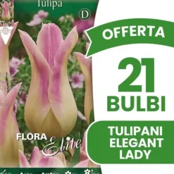 ERBJUDANDE 21 BULBI AUTUNNALI TULIPANO FIOR DI GIGLIO ELEGANTA LADY-GLÖKOR