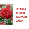 ERBJUDANDE 15 BULBI TULIPANO MULTIFIORI FRANSAD DUBBEL QATAR-LAMPOR