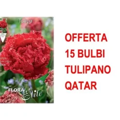 ERBJUDANDE 15 BULBI TULIPANO MULTIFIORI FRANSAD DUBBEL QATAR-LAMPOR