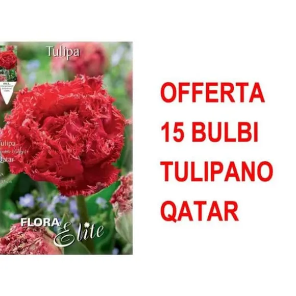 ERBJUDANDE 15 BULBI TULIPANO MULTIFIORI FRANSAD DUBBEL QATAR-LAMPOR