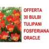 ERBJUDANDE 30 FOSTERIANA ORACLE TULPANLÖKAR LÖKAR