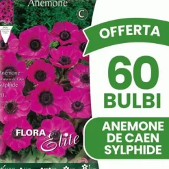 ERBJUDANDE 60 GLÖDLAMPOR ANEMONE CORONARIA THE BRIDE SYLPHIDE GLÖDLAMPOR GLÖDLAMPOR