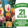 ERBJUDANDE 21 HÖSTBULB TULPAN REMBRANDT BLANDNING AV FÄRGER BULAR BULBES