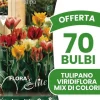 ERBJUDANDE 70 HÖSTBULBARS TULPAN VIRIDIFLORA BLANDNING AV FÄRGER BULBARS BULBER BULBAR