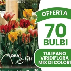 ERBJUDANDE 70 HÖSTBULBARS TULPAN VIRIDIFLORA BLANDNING AV FÄRGER BULBARS BULBER BULBAR