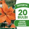ERBJUDANDE 20 HÖSTLÖKAR LILIUM ASIATISKT ORANGE LÖKAR BULBS BULBES