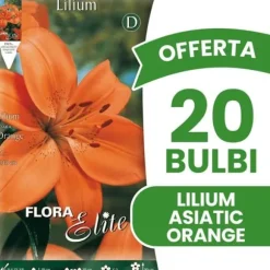 ERBJUDANDE 20 HÖSTLÖKAR LILIUM ASIATISKT ORANGE LÖKAR BULBS BULBES