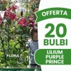ERBJUDANDE 20 HÖSTLÖKAR LILIUM GIGANTE PURPLE PRINCE LÖKAR BULBES