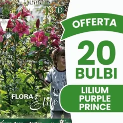 ERBJUDANDE 20 HÖSTLÖKAR LILIUM GIGANTE PURPLE PRINCE LÖKAR BULBES
