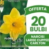 ERBJUDANDE 20 HÖSTLÖKAR NARCISS LARGE-CUPPED CARLTON LÖKAR LÖKAR LÖKAR