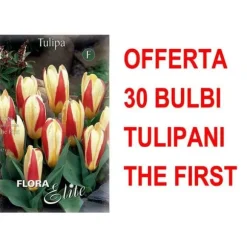 ERBJUDANDE 30 KAUFMANNIANA TULPANLÖK DE FÖRSTA LÖKARNA