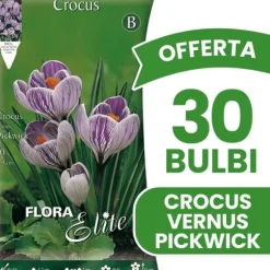 ERBJUDANDE 30 KROKUS VERNUS PICKWICK LÖKAR LÖKAR