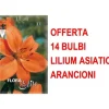 ERBJUDANDE 14 LILIUM ASIATISKA APORANGE LÖKAR LÖKAR