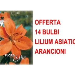 ERBJUDANDE 14 LILIUM ASIATISKA APORANGE LÖKAR LÖKAR