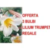 ERBJUDANDE 3 LILIUM TRUMPET REGALE LÖKAR