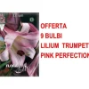 ERBJUDANDE 9 LILIUM TRUMPET PINK PERFECTION GLÖDLJOR GLÖDLJOR