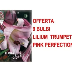 ERBJUDANDE 9 LILIUM TRUMPET PINK PERFECTION GLÖDLJOR GLÖDLJOR