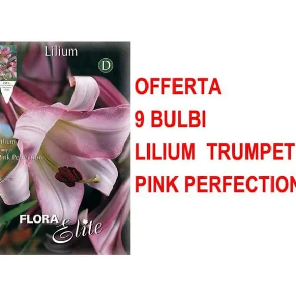 ERBJUDANDE 9 LILIUM TRUMPET PINK PERFECTION GLÖDLJOR GLÖDLJOR