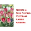 ERBJUDANDE 30 LÖK TULPAN FOSTERIANA FLAMING PURISSIMA LÖKAR LÖKAR