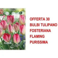 ERBJUDANDE 30 LÖK TULPAN FOSTERIANA FLAMING PURISSIMA LÖKAR LÖKAR