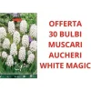 ERBJUDANDE 30 MUSCARI AUCHERI WHITE MAGIC GLÖDLAMPOR