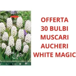 ERBJUDANDE 30 MUSCARI AUCHERI WHITE MAGIC GLÖDLAMPOR
