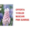 ERBJUDANDE 15 MUSCARI BULBERRÖR PINK SUNRISE BULLAR