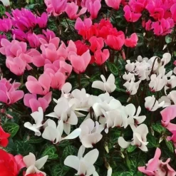 ERBJUDANDE 3 POTTEN MED CYKLAMEN I ASSORTERADE FÄRGER FUCHSIA, VIT, RÖD, VAS 10CM, VÄXTER FÖR UTEBRUK