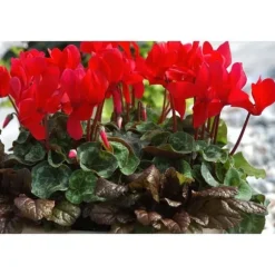 ERBJUDANDE 3 POTTEN MED CYKLAMEN I ASSORTERADE FÄRGER FUCHSIA, VIT, RÖD, VAS 10CM, VÄXTER FÖR UTEBRUK