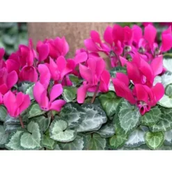 ERBJUDANDE 3 POTTEN MED CYKLAMEN I ASSORTERADE FÄRGER FUCHSIA, VIT, RÖD, VAS 10CM, VÄXTER FÖR UTEBRUK