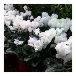 ERBJUDANDE 3 POTTEN MED CYKLAMEN I ASSORTERADE FÄRGER FUCHSIA, VIT, RÖD, VAS 10CM, VÄXTER FÖR UTEBRUK