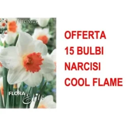 ERBJUDANDE 15 ST NARCISS BULLER LARGE-CUPPED COOL FLAME GLÖDLAMPOR