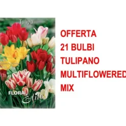 ERBJUDANDE 21 TULPANBULB MULTIFLORAL BLANDNING BULBERR