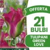 ERBJUDANDE 21 TULPANBULB TULIPAN VIRIDIFLORA GREEN LOVE BULLAR