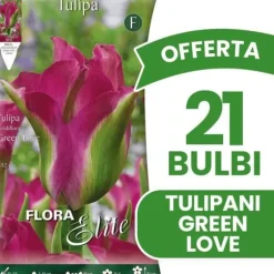 ERBJUDANDE 21 TULPANBULB TULIPAN VIRIDIFLORA GREEN LOVE BULLAR