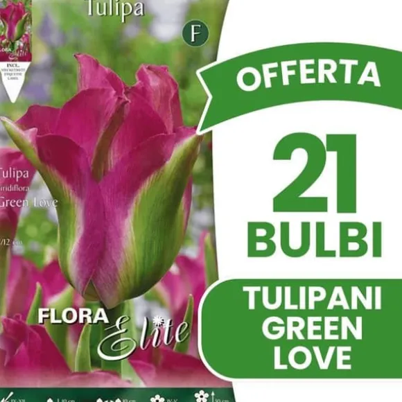 ERBJUDANDE 21 TULPANBULB TULIPAN VIRIDIFLORA GREEN LOVE BULLAR
