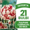 ERBJUDANDE 21 TULPANBULBER DUBBLA BLOMMAN CARNAVAL DE NICE BULBERT